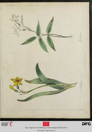 [Plate 112] Plate 107 Narcissus. Jessamine [(koloriert)]