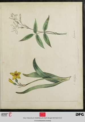 [Plate 112] Plate 107 Narcissus. Jessamine [(koloriert)]