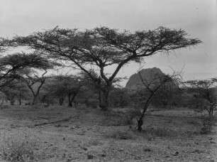 Amba Toquile : Blick auf den Amba Toquile, in der Hasamo Ebene in Eritrea
