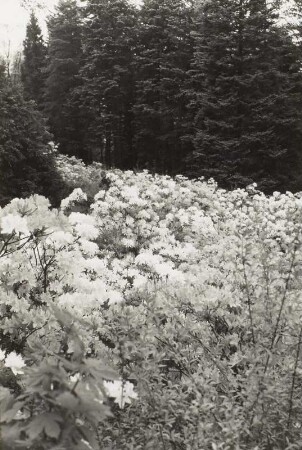 Kamenz, Hutberg. Rhododendronpark