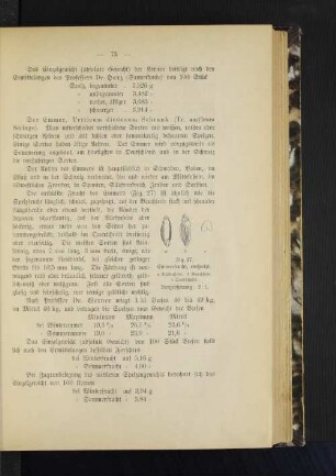 Der Emmer, Tríticum dicóccum Schrank (Tr. amýleum Séringe).