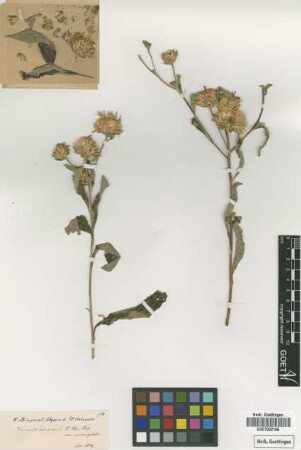 Vernonia adoensis Sch.Bip. ex Walp. var. microcephala Not on Sheet[type]