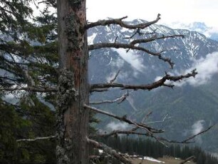 Abgestorbener Baum am Rauschnberg bei Ruhpolding, Chiemgauer Alpen, Bayern