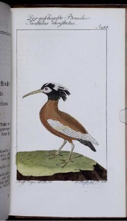 Der geschopfte Bracher. Tantalus christatus.