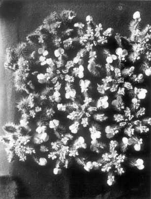 Breitblättrige Haftdolde oder Klettenmöhre (Caucalis latifolia, Turgenia l.), Blütendolde