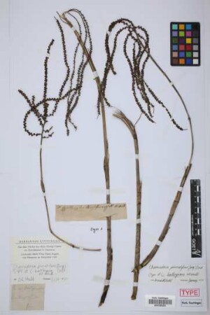 Chamaedorea bartlingiana H.Wendl.[type]