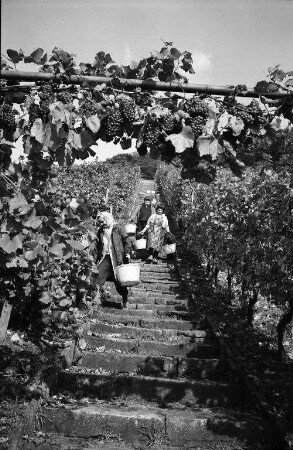 Weinlese der Staatlichen Rebveredelungsanstalt Durlach in den Rebhängen am Turmberg