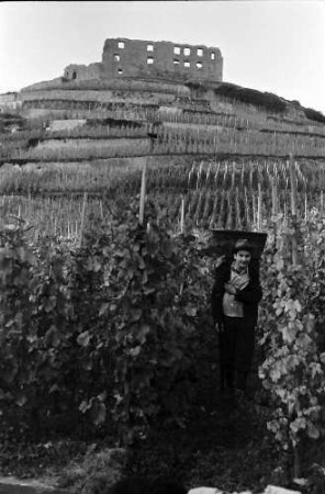 Staufen: Weinberg mit Ruine, Weinträger