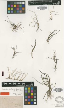 Littorella australis Griseb. ex Benth. & Hook. [type]