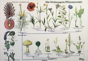 Die Ordnung im Pflanzenreich