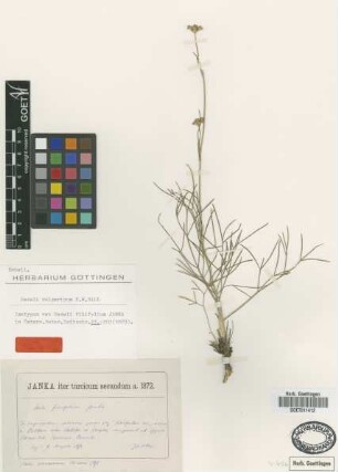 Seseli filifolium Janka [isotype]