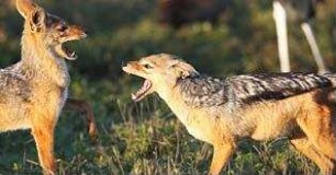 Serengeti