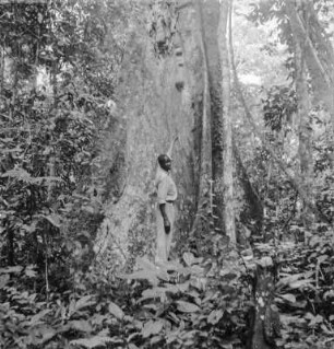 Männerportrait : Portrait eines Mannes vor einem Baobab