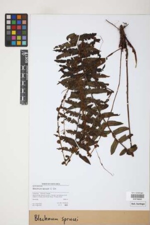 Blechnum sprucei C.Chr.