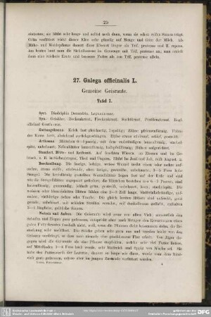 27. Galega officinalis L. Gemeine Geisraute