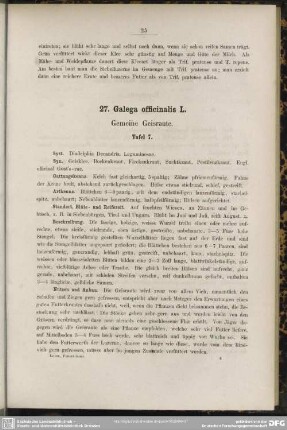 27. Galega officinalis L. Gemeine Geisraute