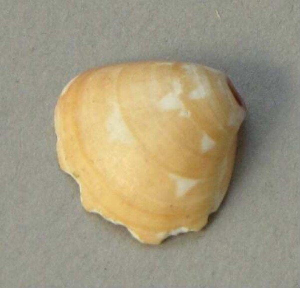 Shell as a pendant