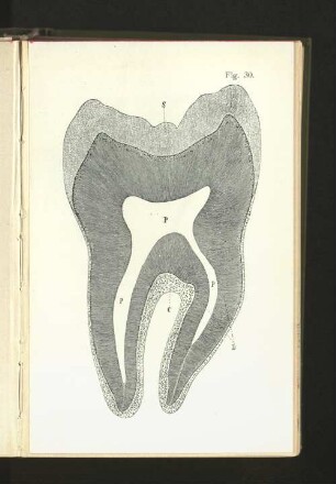 Fig. 30.