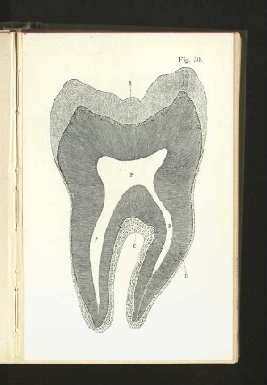 Fig. 30.