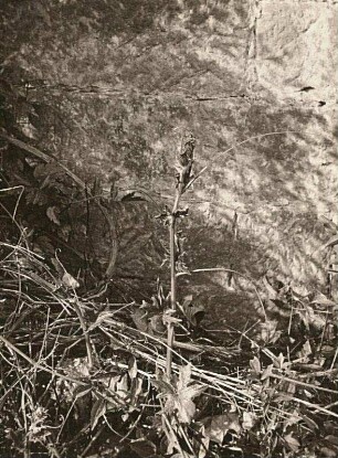 Weiße Zaunrübe (Bryonia alba L.). Sucht Stützen 10.Mai abends 5.30 Uhr