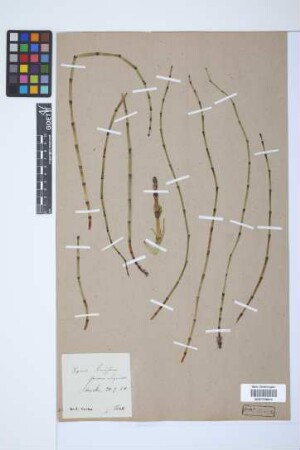 Equisetum fluviatile L.
