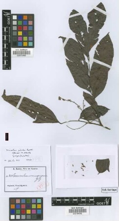 Eriocoelum macrocarpum Gilg ex Radlk.