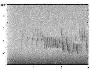 Buchfink | Fringilla coelebs - Gesang