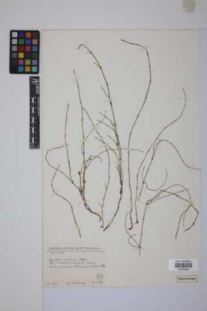 Equisetum bogotense Kunth