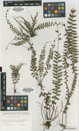Adiantum incisum Forssk.
