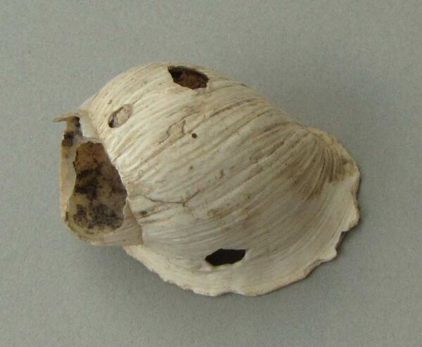 Snail shell