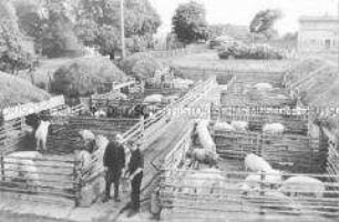 Schweinedorf mit Schweinepilzen im VEG Lietzen (Kr. Seelow)