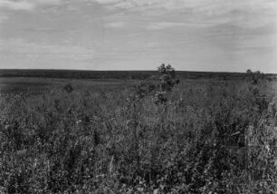 Landschaft des Paranal : Vegetation am südlichen Ende des Pantanal, nahe der Stadt Aquidauana.