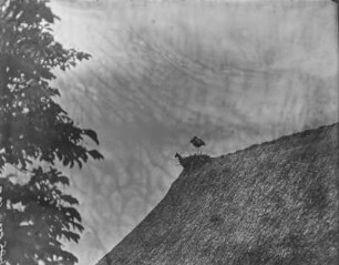 Weißstorch : Weißstorch (Ciconia ciconia Linnaeus) auf einem Nest sich putzend.