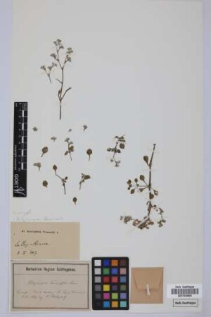 Polycarpaea teneriffae Lam.