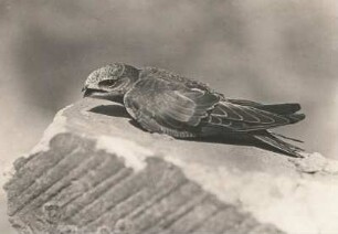 Mauersegler (Apus apus L.). Jungvogel, Großaufnahme