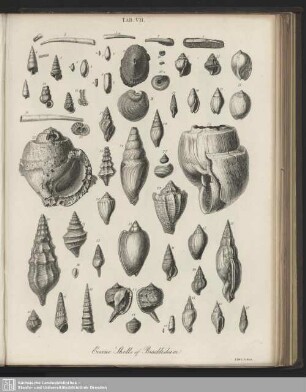 Tab. VII. Eocene Shells of Bracklesham