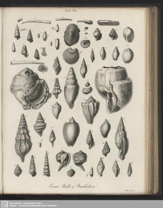Tab. VII. Eocene Shells of Bracklesham