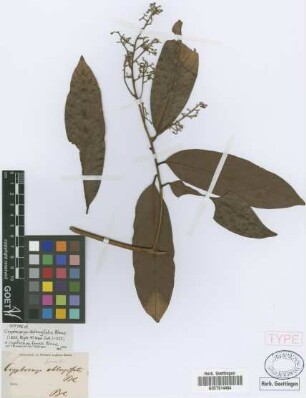 Cryptocarya oblongifolia[isotype]