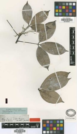 Siphonia rigidifolia Spruce ex Benth. [type]