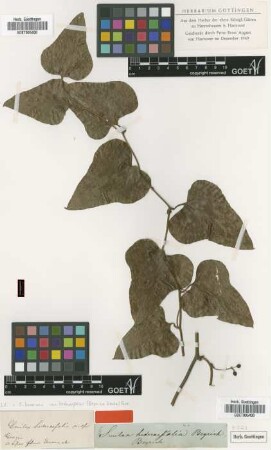Smilax hederaefolia Beyr. ex Kunth [type]