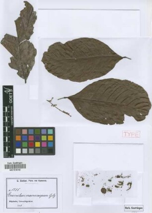 Eriocoelum macrocarpum Gilg ex Radlk. [syntype]