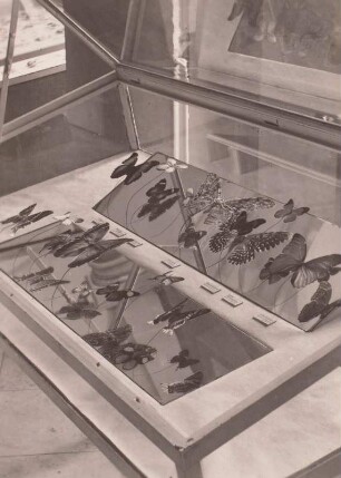 Vitrine mit Tropischen Schmetterlingen (u.a. die Rieseneule, der größte Schmetterling der Welt)