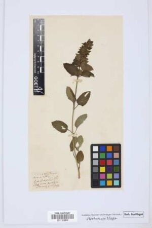 Teucrium
