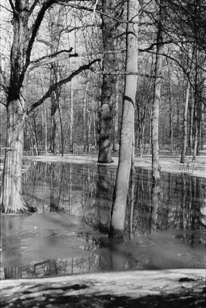 Überflutetes Waldgebiet : Blick auf überflutete und gefrorene Hochwasserflächen in einem Wald