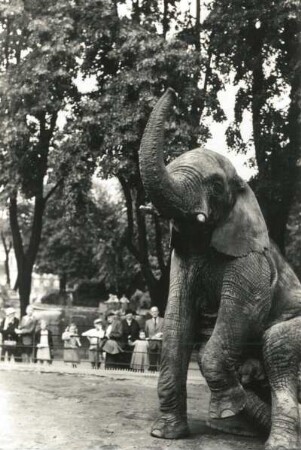 Dresden. Zoologischer Garten. Afrikanischer Elefant (Loxodonta africana) bei Dressurvorführung