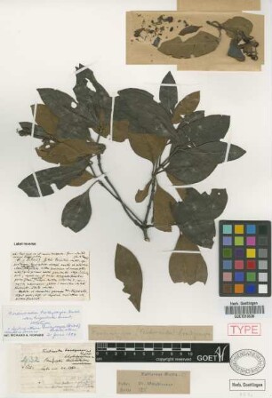 Ferdinandea brachycarpa Griseb. var. hispidula Griseb.