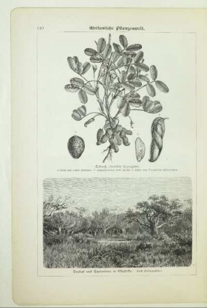 Baobab und Euphorbien in Ostafrika