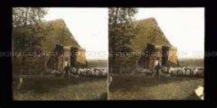 Hirte mit Heidschnuckenherde, Wilsede