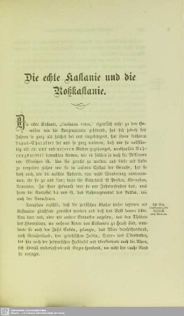 Die echte Kastanie und die Roßkastanie