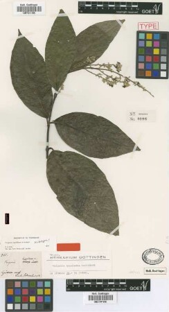 Trigonia hypoleuca Griseb. [holotype]